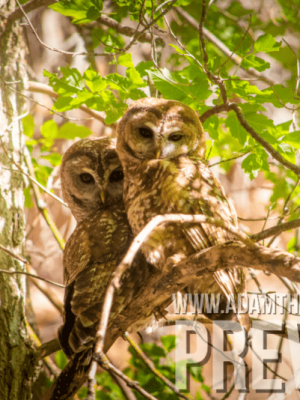 Lovebirds, Mexican Spotted Owls