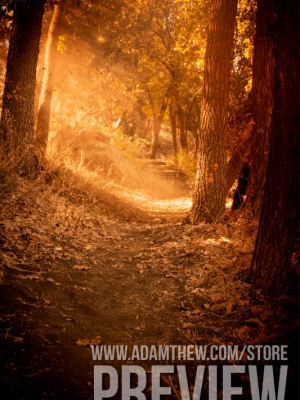 Rays Of Light And Leaves Across Forest Path In Autumn