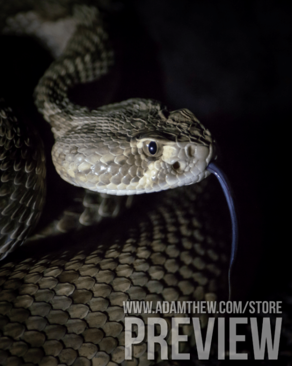 Danger Noodle, Mojave Rattlesnake (3)