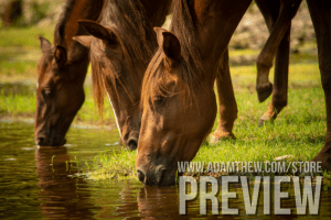 Thirsty Horses Drink From River (2)