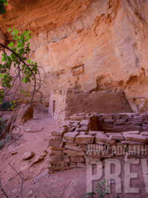 Cliff Dwellings Hidden Behind The Trees Hug The Canyon Walls
