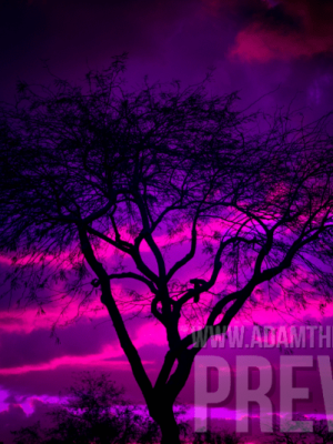 Tree Silhouette Against Vibrant Purple Sky