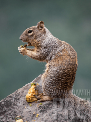 Squirrel Enjoying Lunch