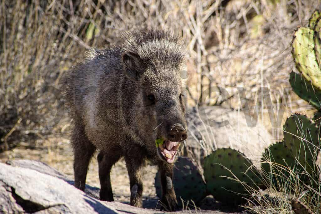 Baby Javelina Eating Arizona Jones