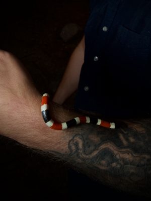 Western Coral Snake Featured Image