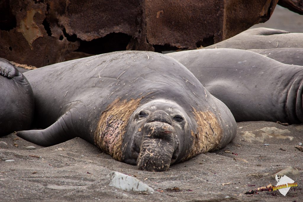 Elephant Seals Gathered Around Rusty Boiler